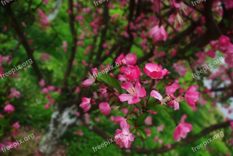 Flower Natural Peach Tree Section