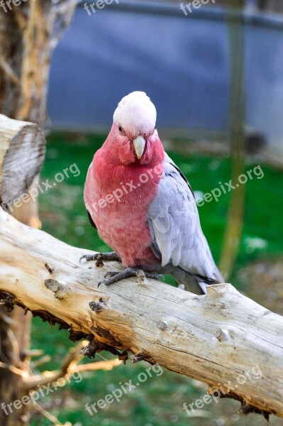 Lovebirds Young Pink Color Tropical Free Photos