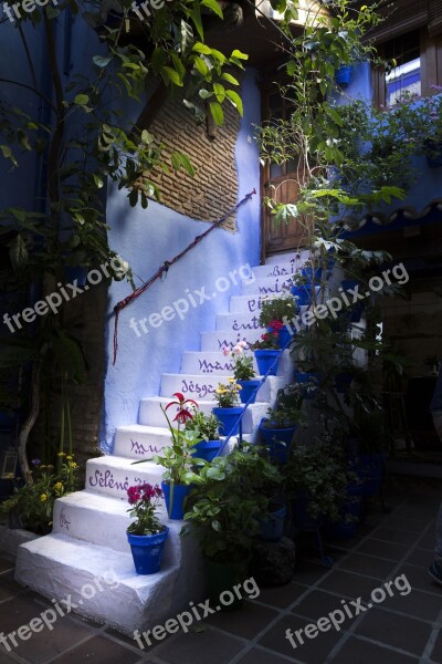 Ladder Plants Patios De Córdoba Spain Flowers