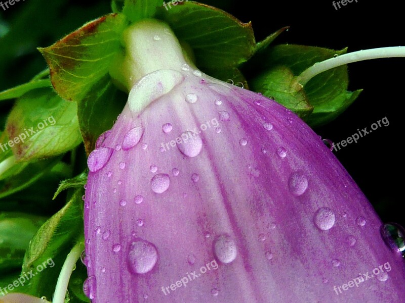 Bellflower Purple Flower Blossom Bloom