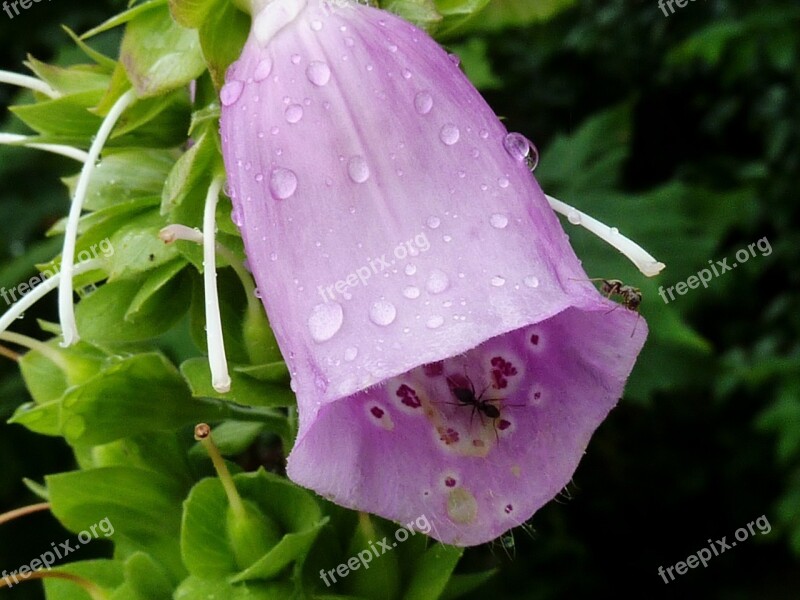 Bellflower Purple Flower Blossom Bloom