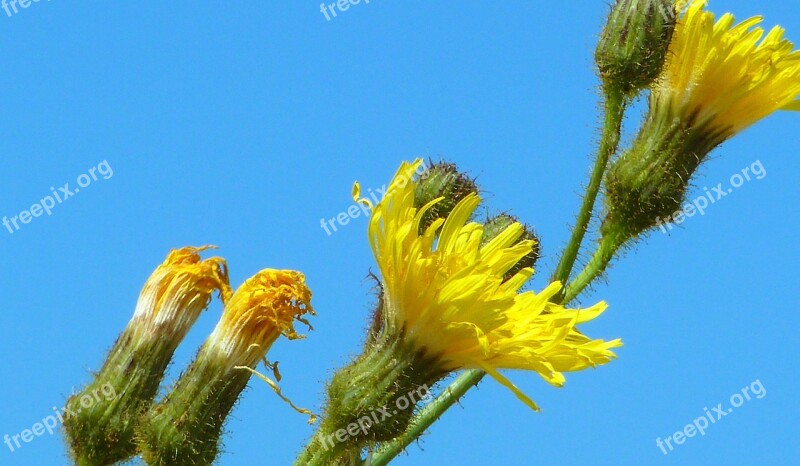 Beach Flower Beach Sand Yellow Sea