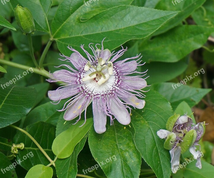 Passion Flower Flower Wild Wildflower Blossom