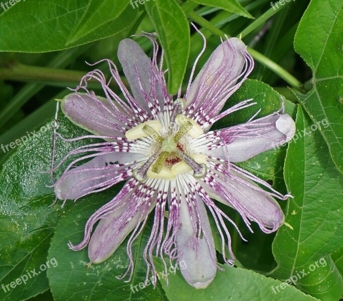 Passion Flower Flower Wild Wildflower Blossom