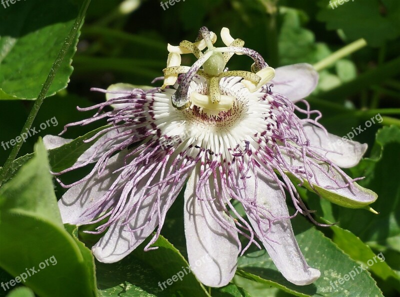 Passion Flower Side View Flower Wild Wildflower