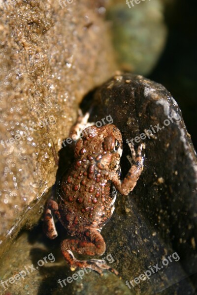 Frog Toad Amphibian Wildlife Wild