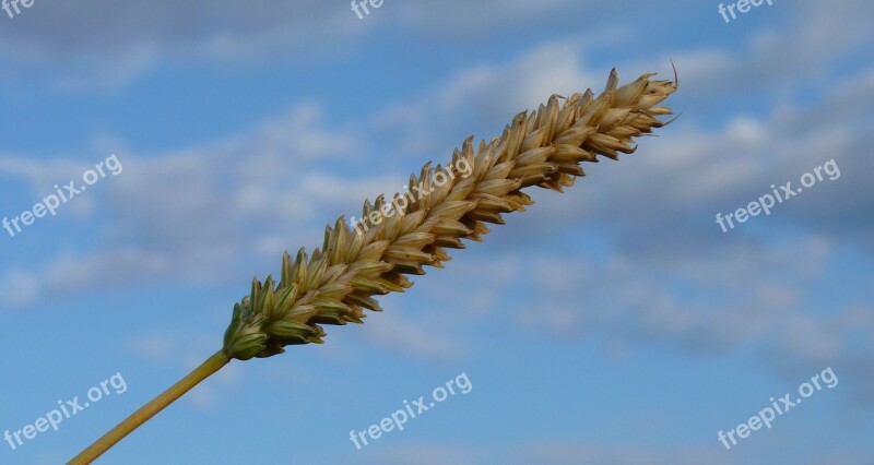 Ear Grain Wheat Plant Cereals