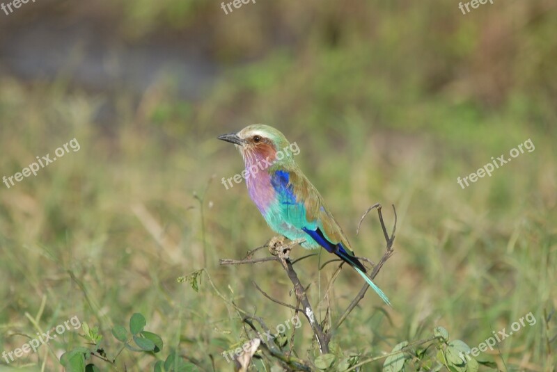 Guepier Bird Color Bee-eater Europe Green Wings