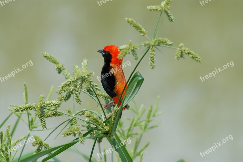 Bird Lightweight Tanzania Red Head Free Photos