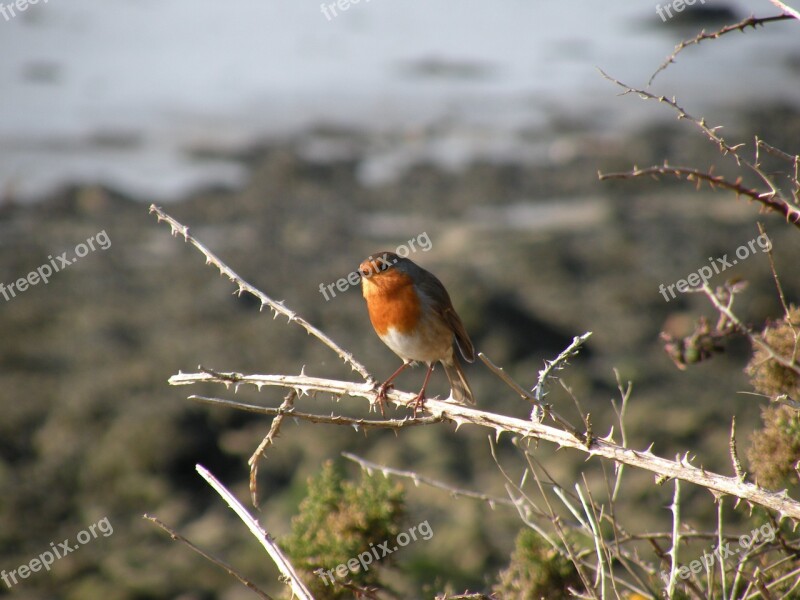 Robin Bird Branch Fauna Free Photos