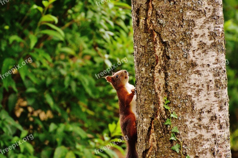 Squirrel Nager Cute Nature Rodent