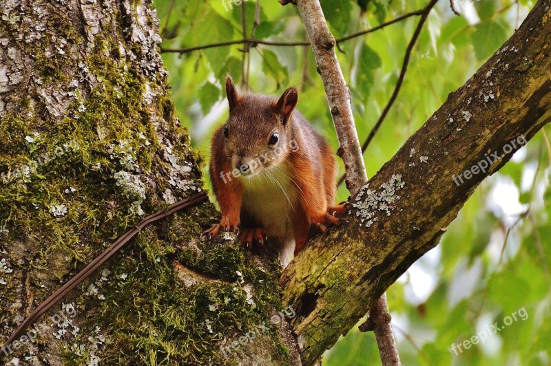 Squirrel Nager Cute Nature Rodent