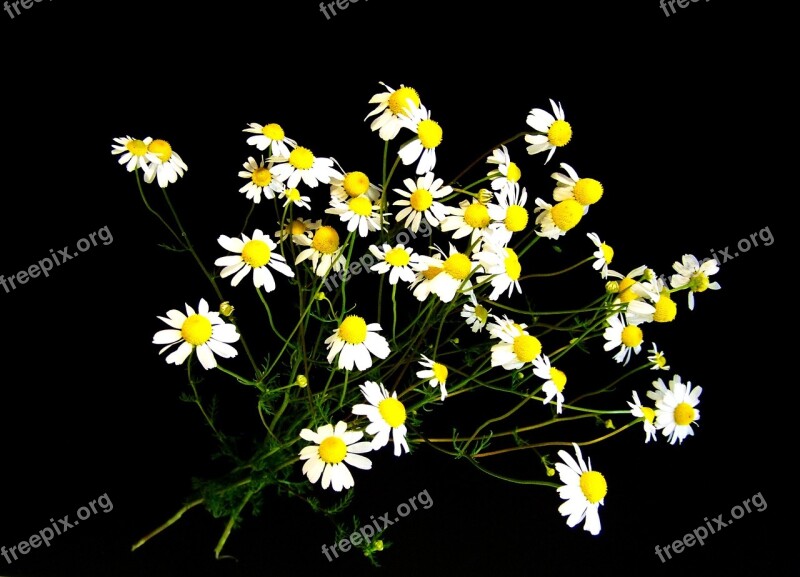 Chamomile Summer Flower White Free Photos