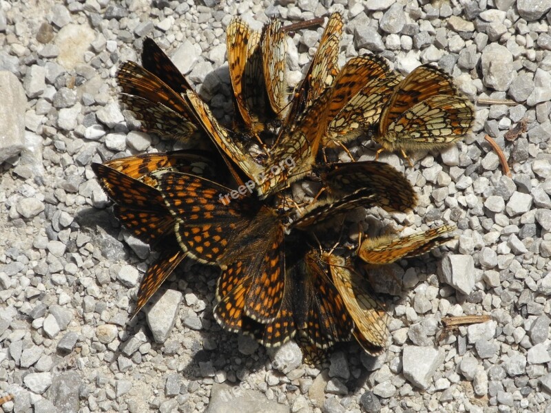 Butterflies Orange Butterfly Wing Nature