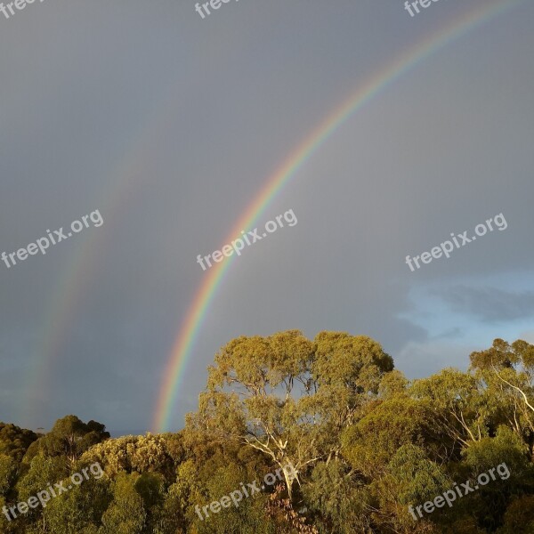 Rainbows Morning Gumtrees Free Photos