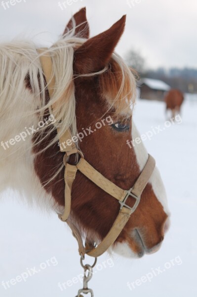 Horse Winter Snow Horse Head Nature