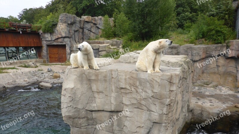 Zoo Hannover Polar Bears Yukon Bay Lower Saxony Polar Bear