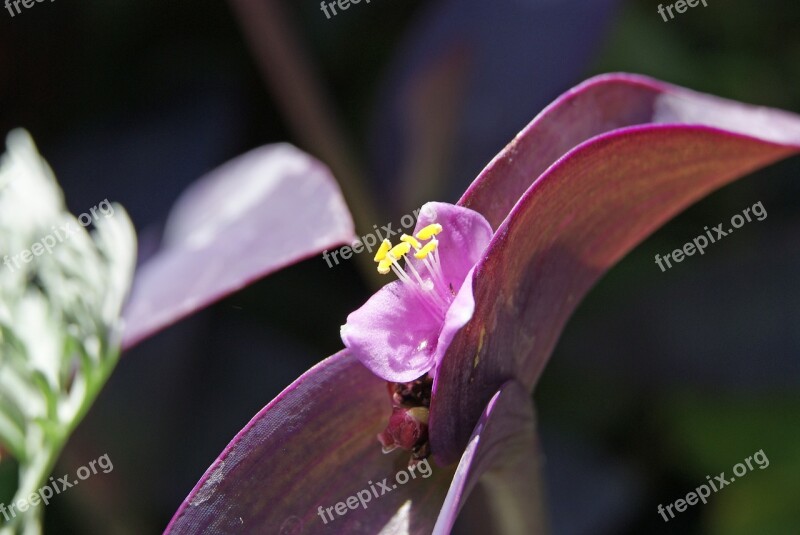 Tradescantia Pallida Wandering Jew Plant Free Photos