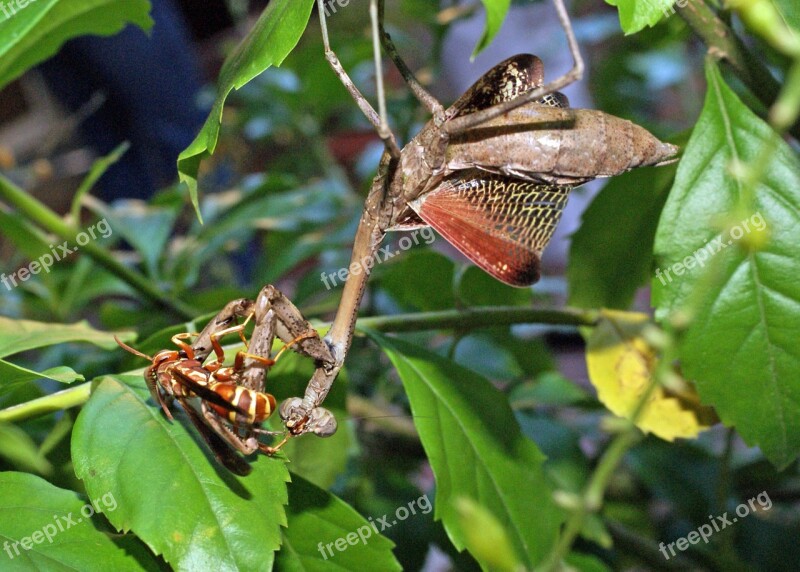 Praying Mantis Paper Wasp Duel Free Photos