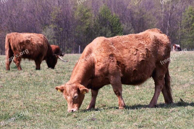 Cattle Cows Pasture Horns Highland Beef