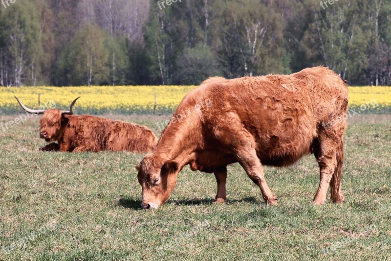 Cattle Cows Pasture Horns Highland Beef