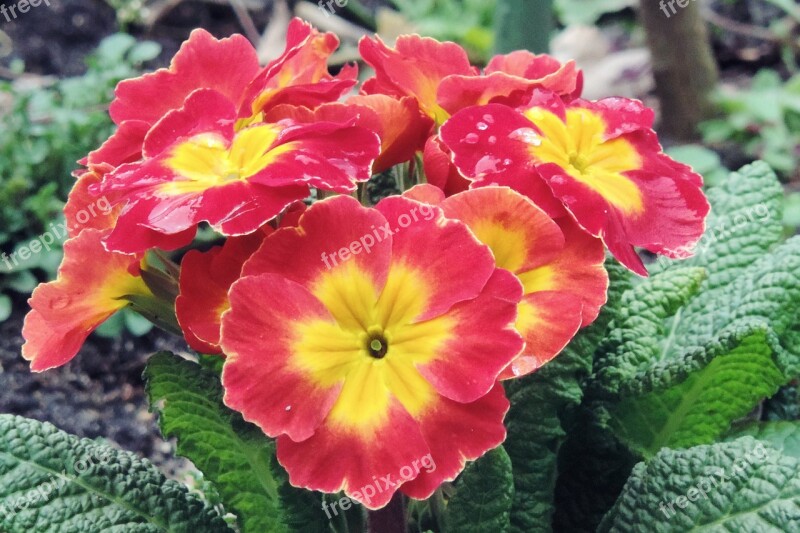 Primrose Red Yellow Spring Primrose Greenhouse Garden