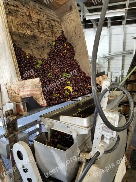 Cherry Bings Bins Dump Cherries