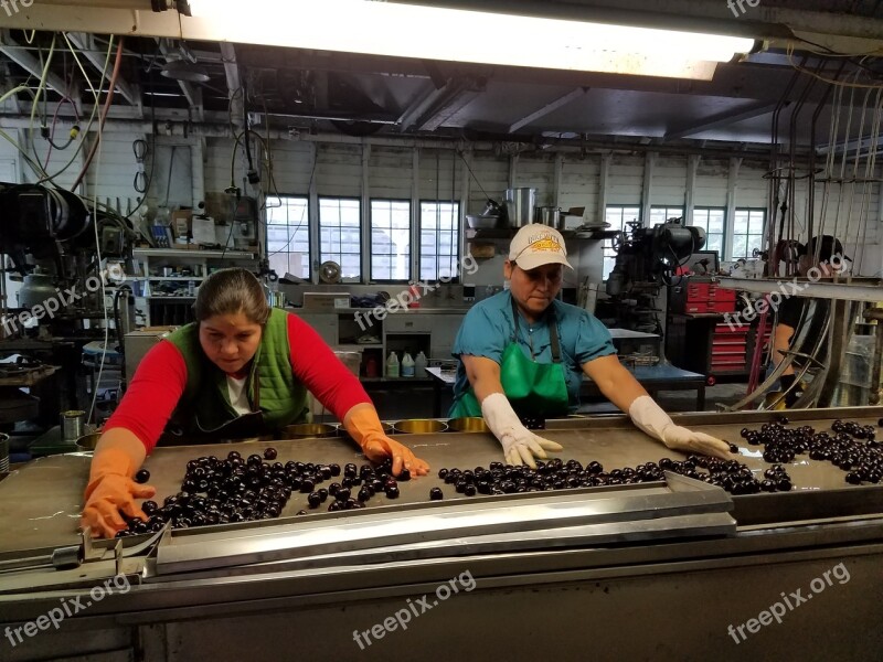 Cherry Pulling Filling Process Cherries