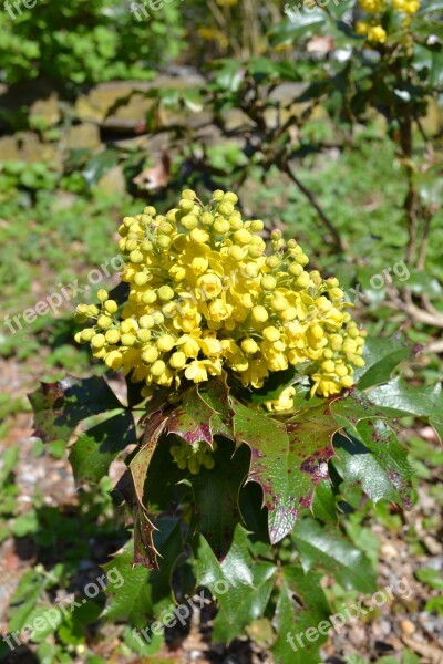 Holly Flower Yellow Yellow Flower Plant