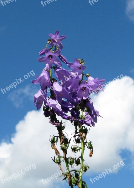 Great Blue Lobelia Lobelia Siphilitica Moneymore Ontario Canada