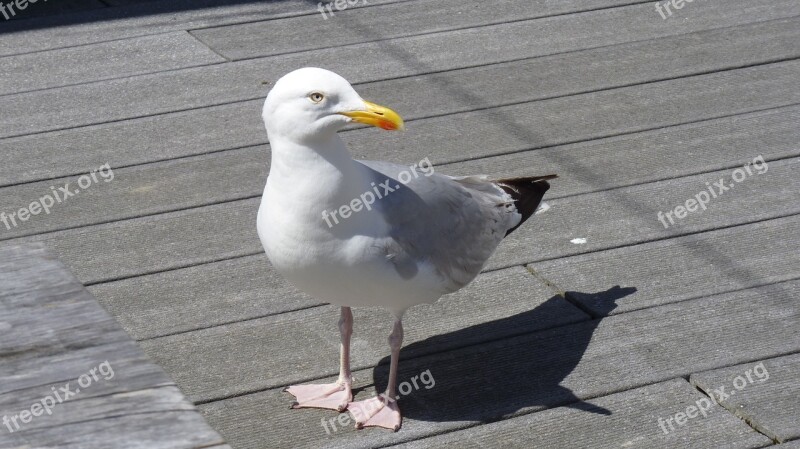 Bird Water Bird Seagull Nature Animals