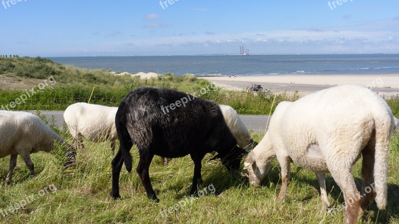 Animal Sheep Graze Dune Coastal Vegetation