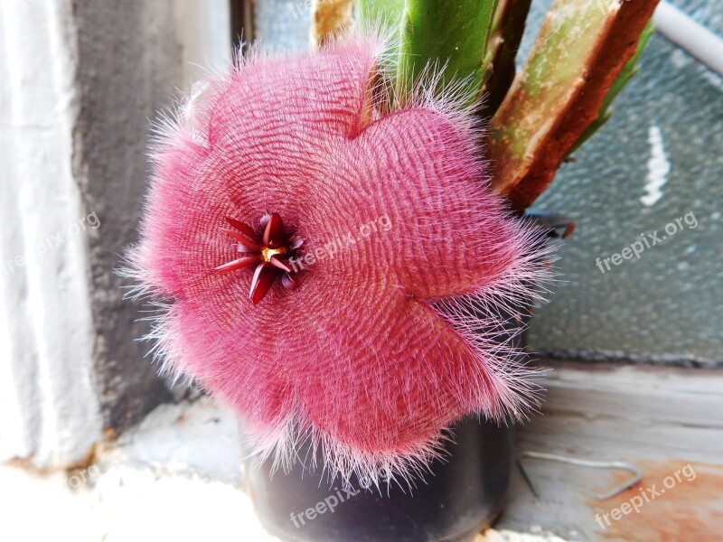 Flower Red Flower Hairy Flower Cactus Cactus Flower