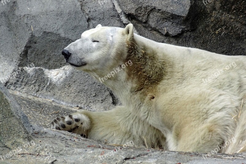 Polar Bear Bear Zoo Animal Mammal