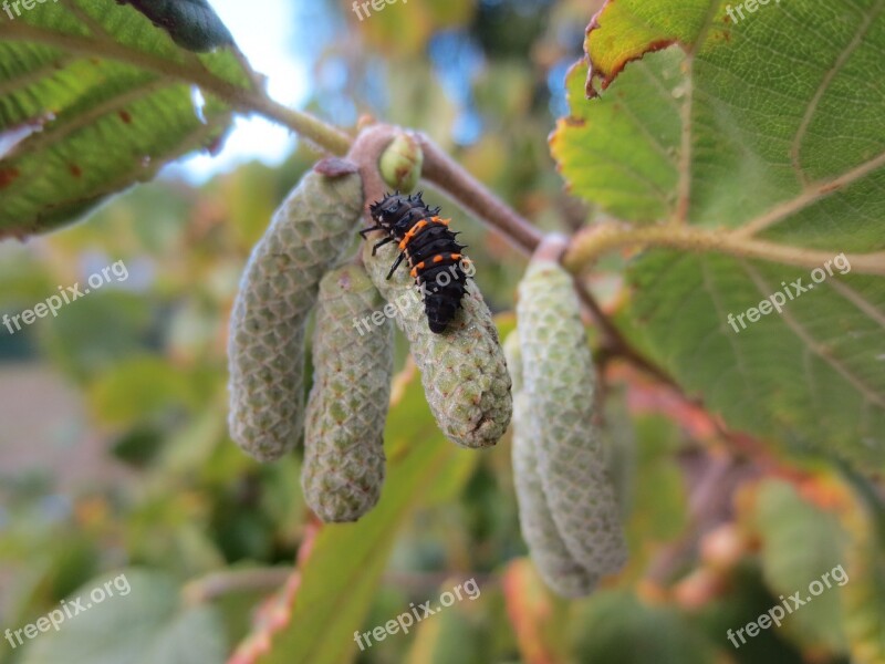 Ladybird Ladybug Larva Insect Small