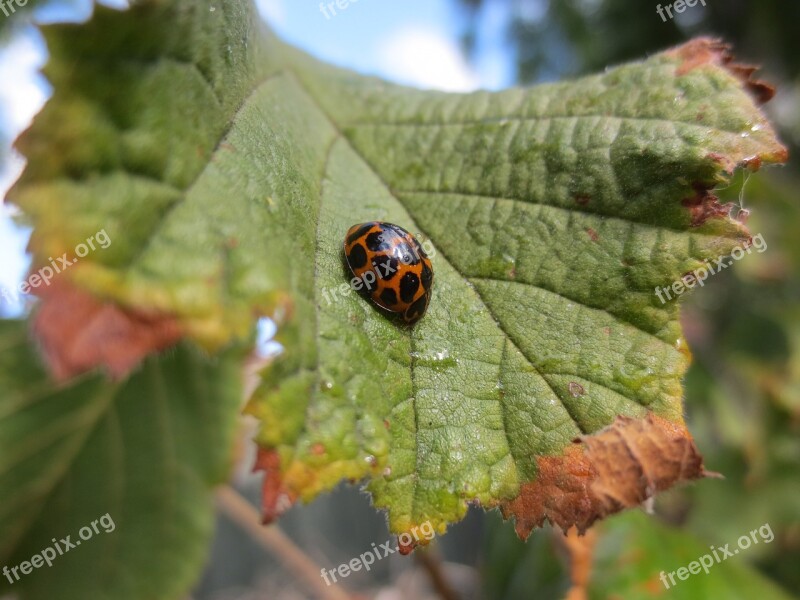 Ladybird Ladybug Beetle Insect Bug