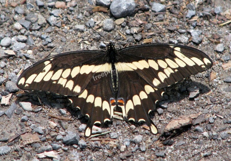 Giant Swallowtail Papilio Cresphontes Largest Na Butterfly Moneymore Ontario