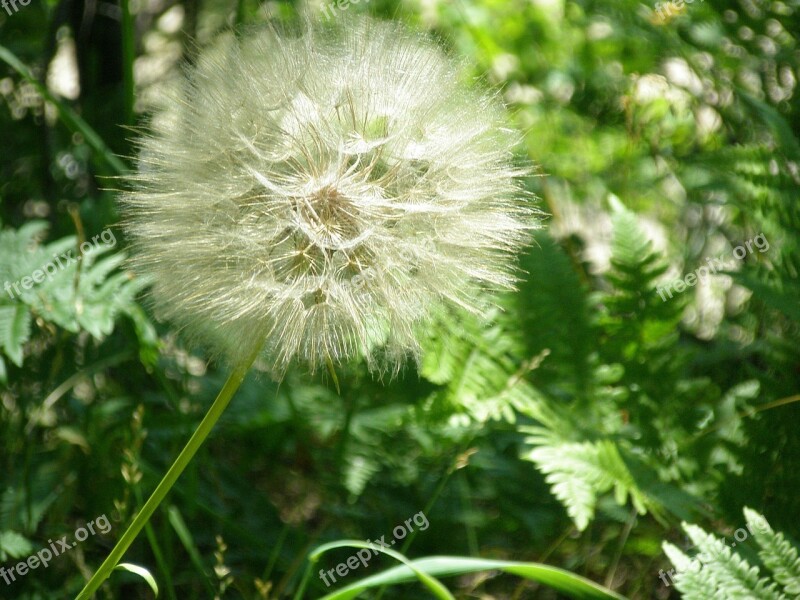 Goat's Beard Salsify Giant Dandelion Flower Weed