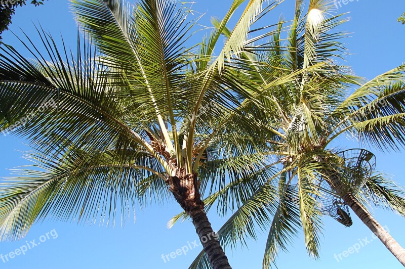 Palm Trees Summer Australia Frond Free Photos