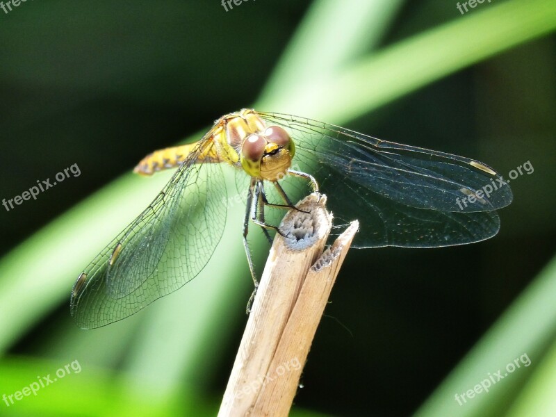 Dragonfly Yellow Dragonfly Cordulegaster Boltonii Stem Free Photos