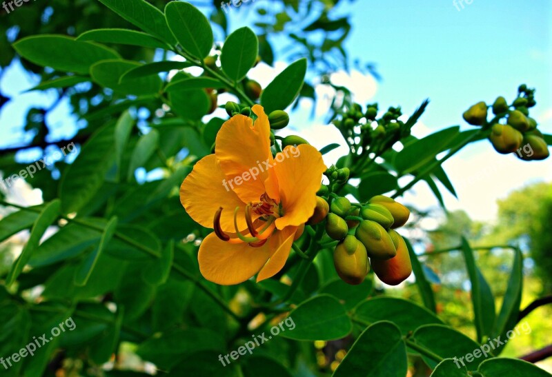 Flower Shrub Pistil Stamen Foliage