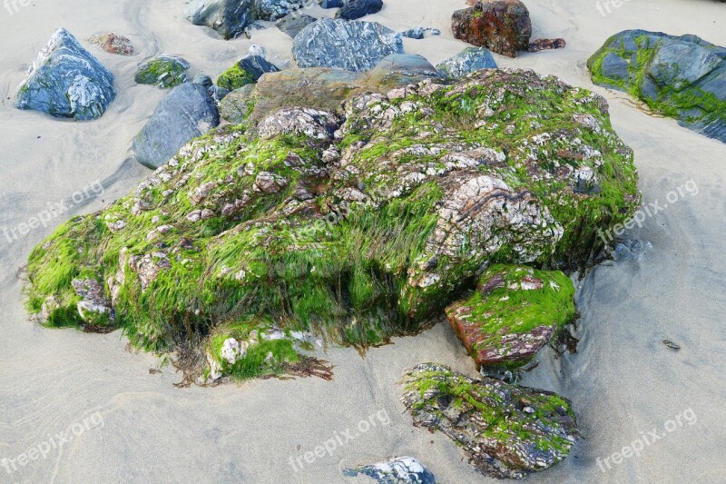 Beach Rock Stone Moss Seaweed