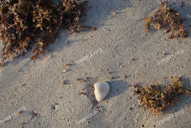 Shell Beach Sea Sand Summer