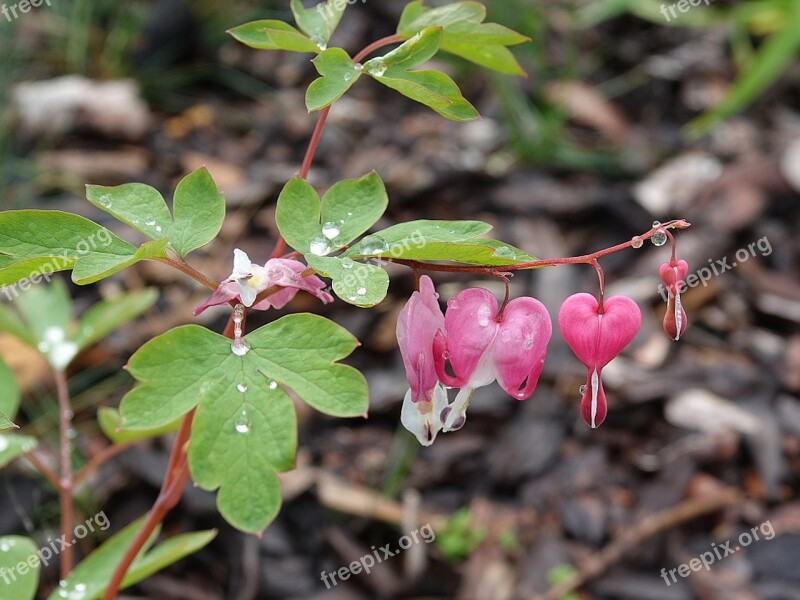 Flower Drops Nature Flowers Pink Flowers