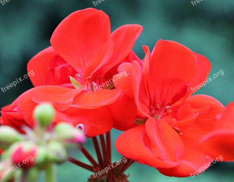 Geranium Red Blossom Bloom Flower