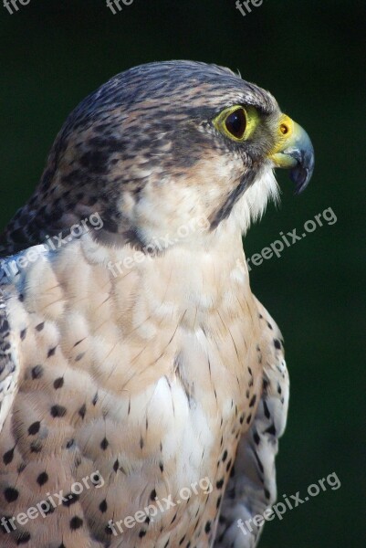 Adler Bird Raptor Bird Of Prey Head