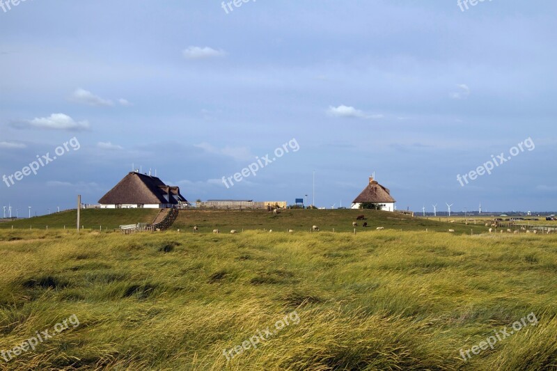 Hamburger Hallig Wadden Sea North Sea Salt Meadow Coast