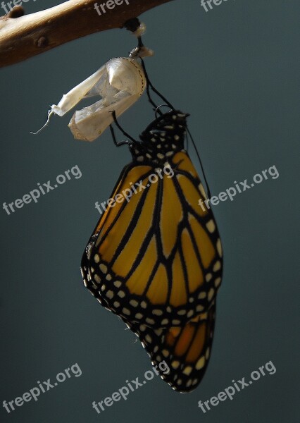 Monarch Butterfly Cocoon Insect Nature