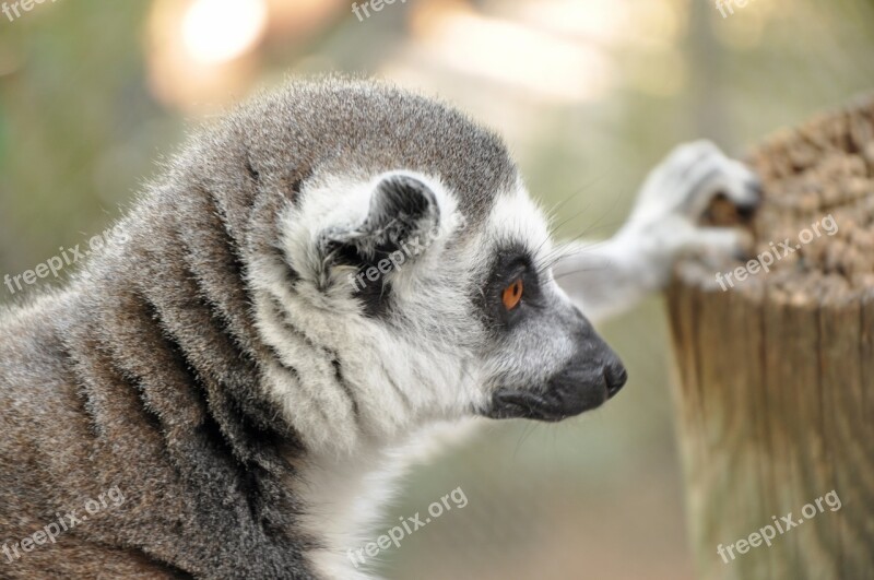 Lemur Animal Zoo Nature Zoo Animals