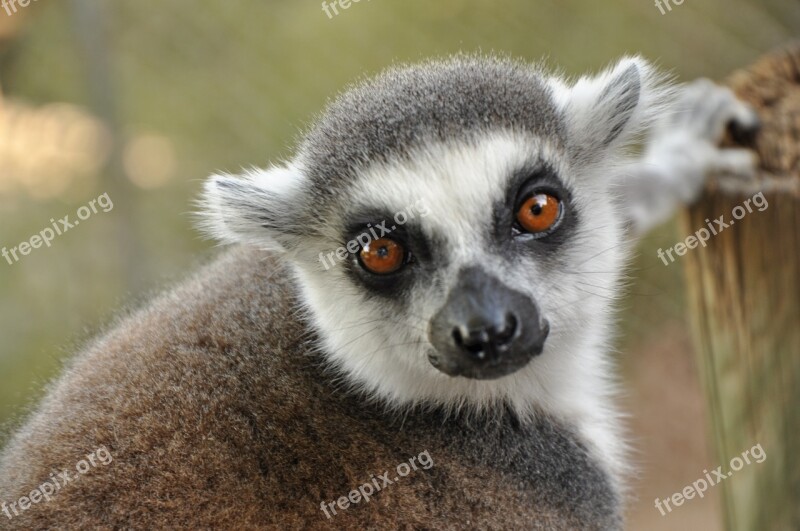 Lemur Animal Zoo Nature Zoo Animals